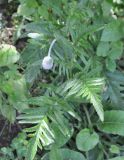 genus Papaver. Верхушка побега с бутоном. Грузия, край Самцхе-Джавахети, Ахалцихский муниципалитет, окр. монастыря Сапара, луг на склоне горы. 28.05.2018.