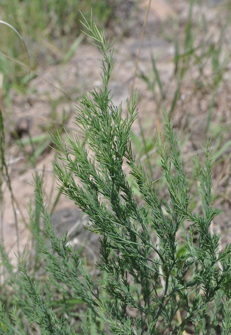 Image of Asparagus officinalis specimen.