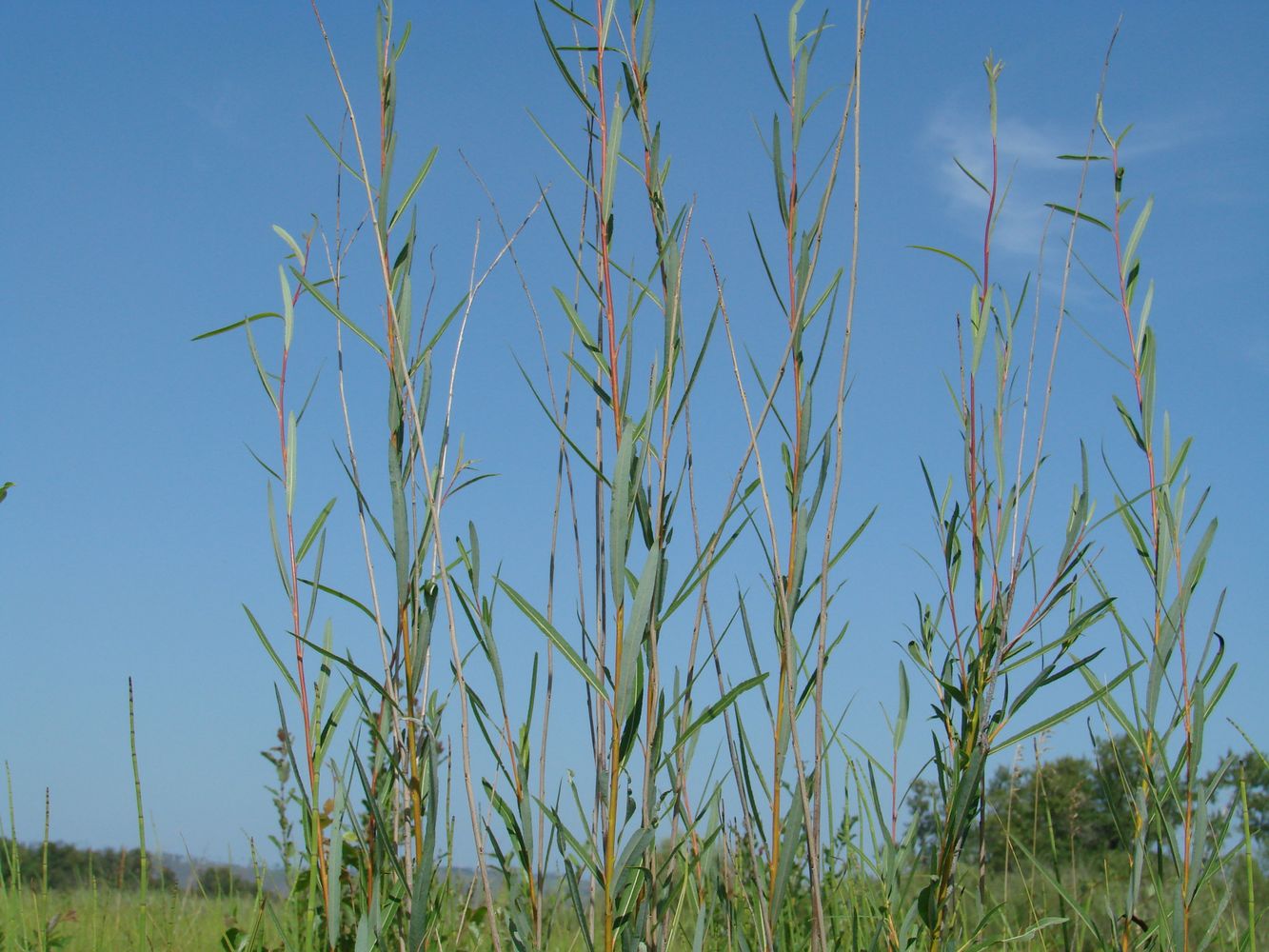 Image of genus Salix specimen.