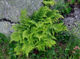 Dryopteris expansa