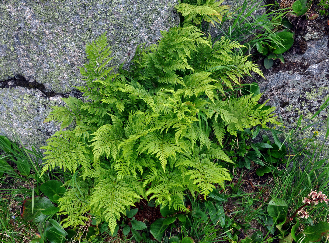 Image of Dryopteris expansa specimen.