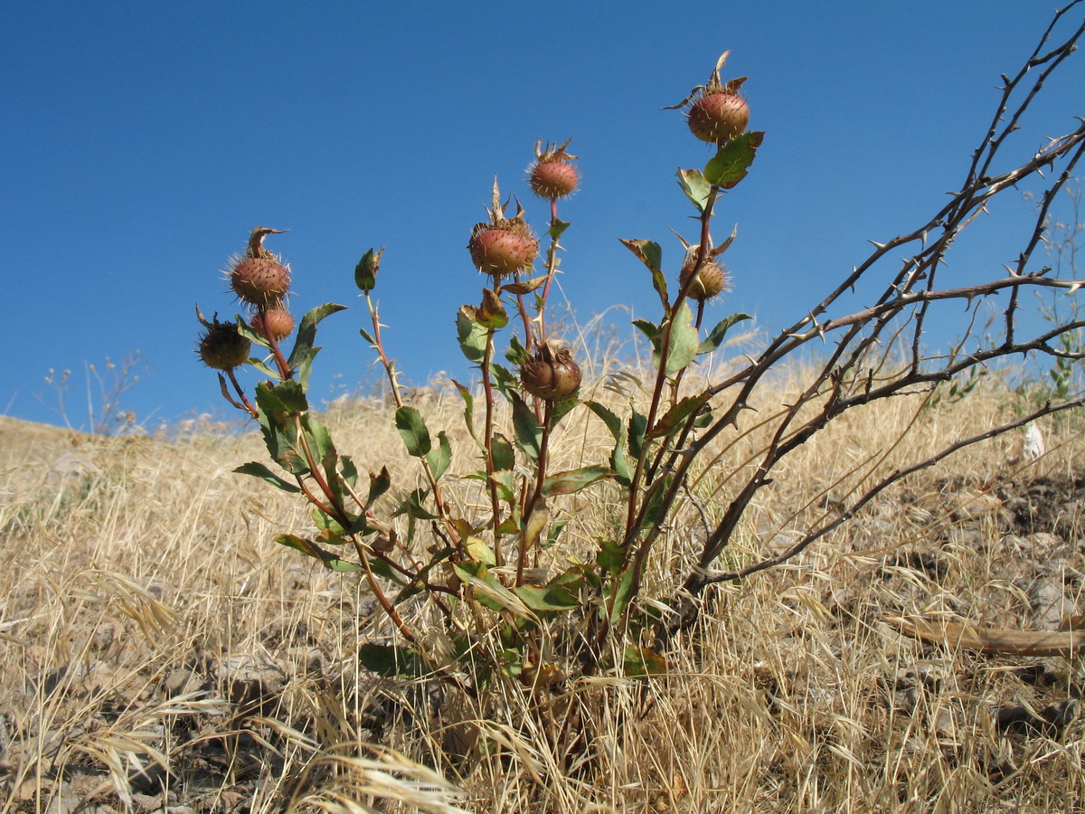 Image of Rosa persica specimen.