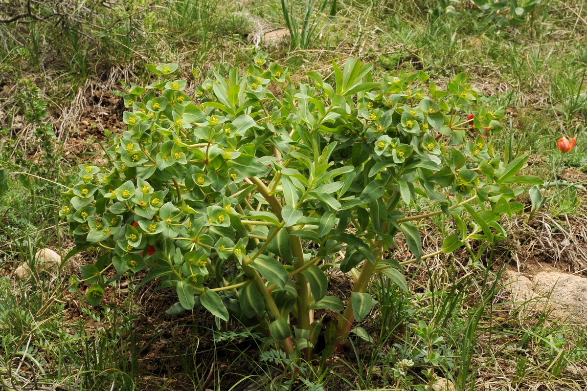 Изображение особи Euphorbia yaroslavii.