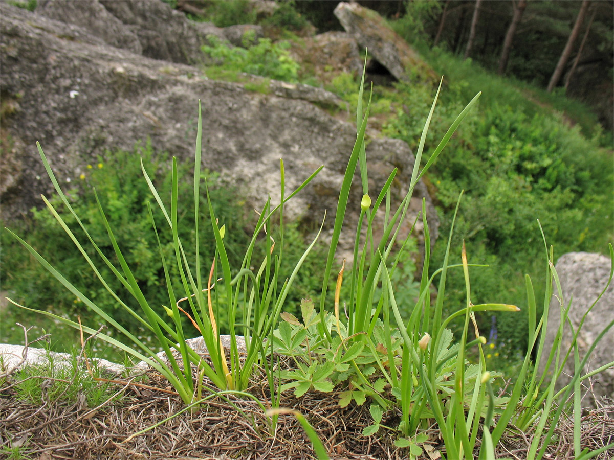 Image of Allium strictum specimen.