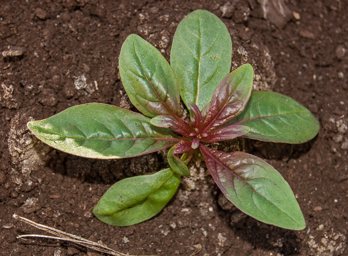 Изображение особи Chamaenerion angustifolium.