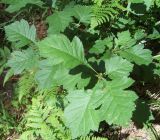 Crataegus sanguinea. Молодое растение. Башкирия, окр. Белорецка, гора Мраткина. Сосновый лес. Вторая декада июня.