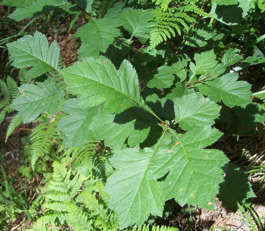 Изображение особи Crataegus sanguinea.