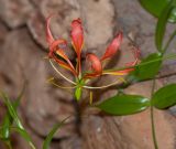 Gloriosa superba