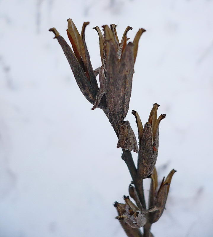 Изображение особи Oenothera biennis.