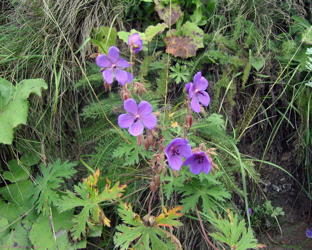 Image of Geranium ruprechtii specimen.