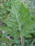 Chaerophyllum aureum. Лист (вид на абаксиальную поверхность). Кабардино-Балкария, Эльбрусский р-н, окр. пос. Эльбрус, долина р. Адылсу, ок. 2000 м н.у.м., берег ручья. 07.08.2018.