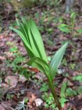 Lilium pilosiusculum. Верхушка молодого растения. Свердловская обл., окр. г. Североуральск, р-н скал Три Брата, берег р. Вагран, сосново-лиственничный лес с примесью пихты. 14.06.2018.