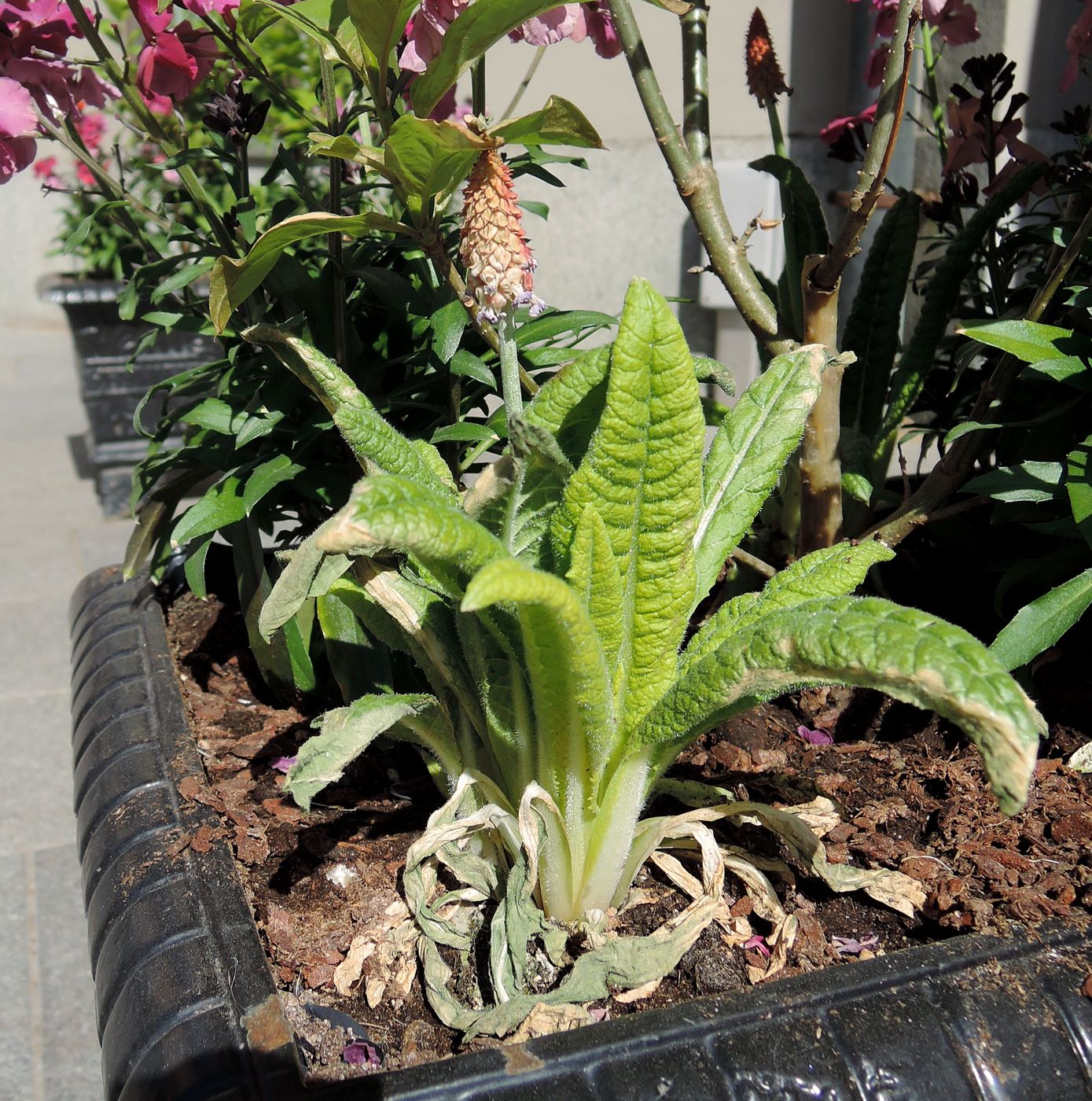 Image of Primula vialii specimen.