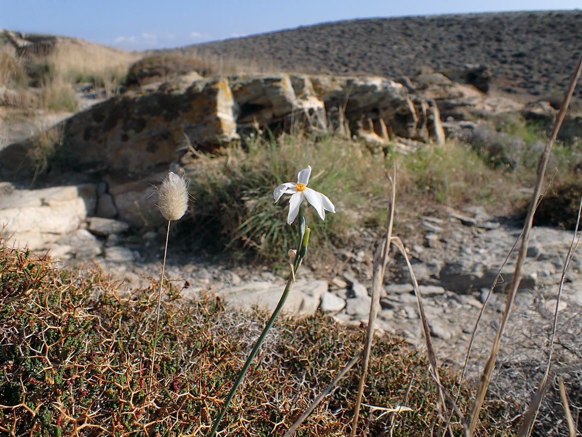 Изображение особи Narcissus obsoletus.