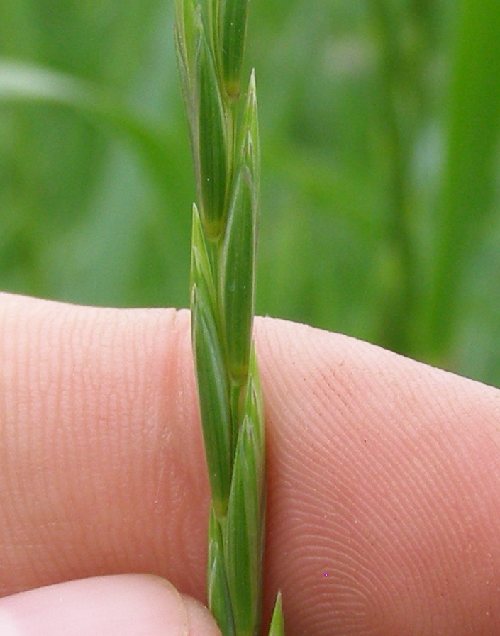 Image of Elytrigia repens specimen.