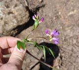 Lathyrus vernus. Верхушка цветущего растения. Республика Адыгея, левый берег руч. Руфабго, напротив водопада Шум. 07.04.2019.