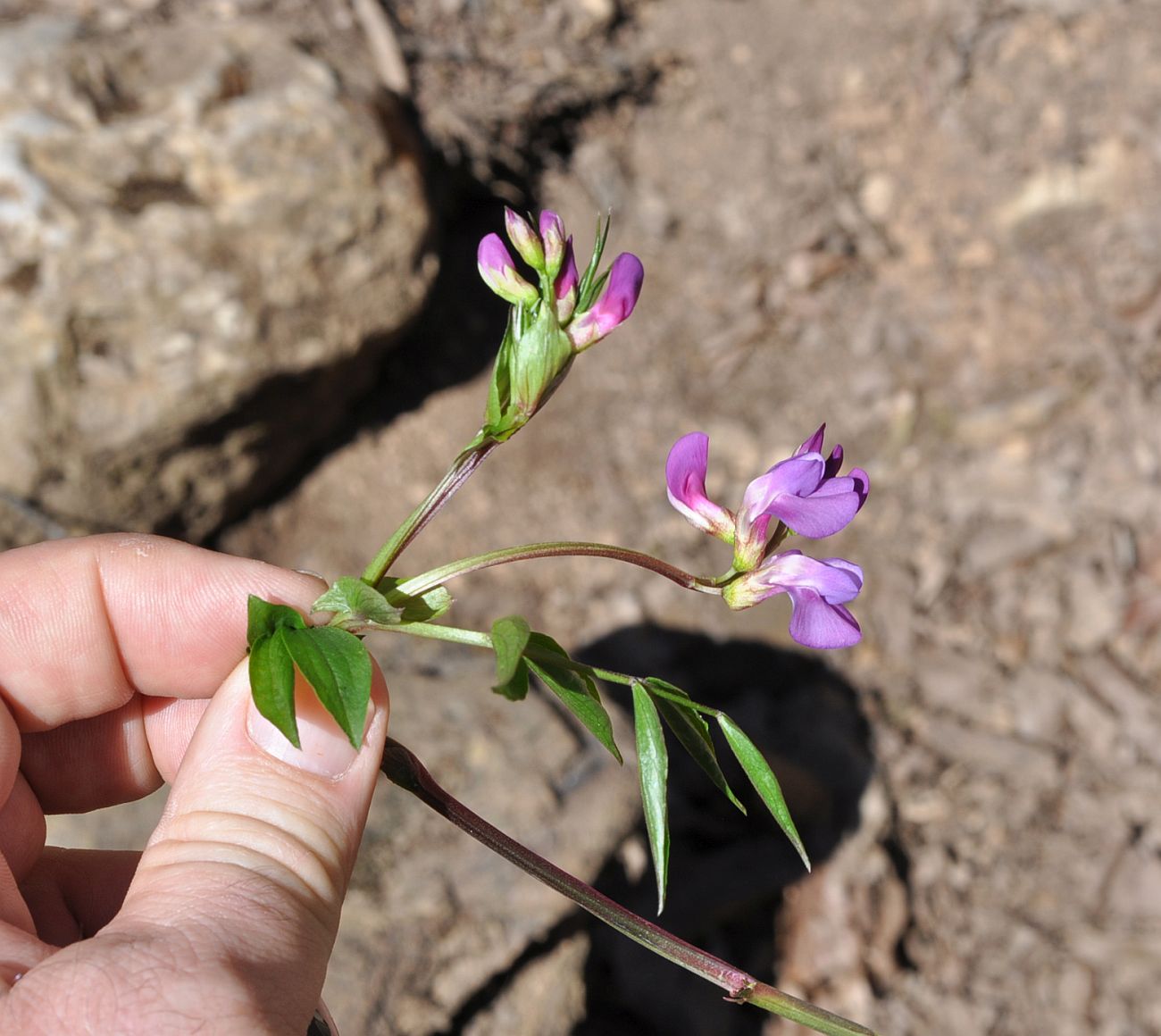 Image of Lathyrus vernus specimen.