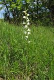 Cephalanthera epipactoides. Цветущее растение. Краснодарский край, Туапсинский р-н, пгт Джубга, опушка искусственного леса из сосны крымской на окраине посёлка. 11 мая 2019 г.