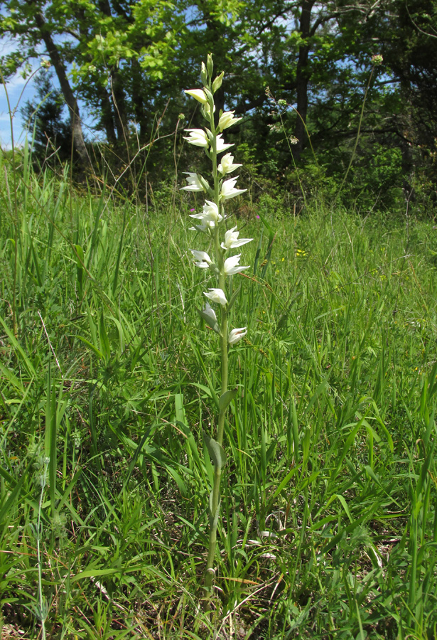 Image of Cephalanthera epipactoides specimen.