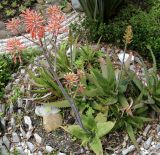 Aloe maculata