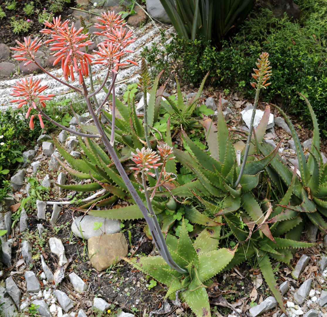 Изображение особи Aloe maculata.