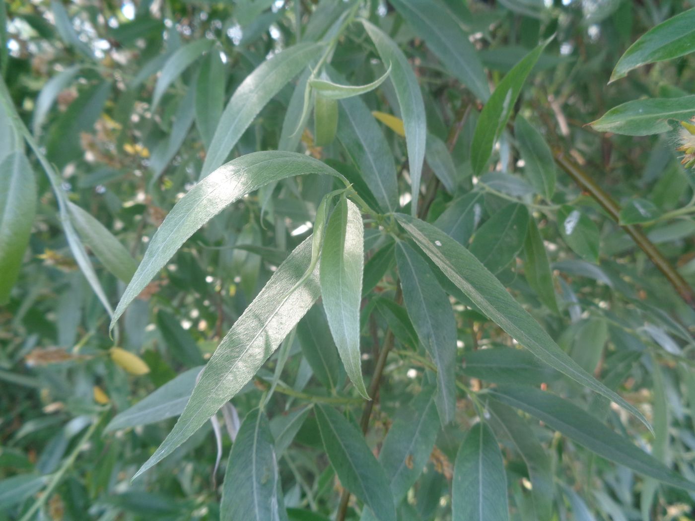 Image of Salix alba specimen.