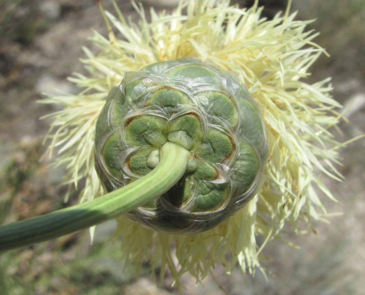 Image of Rhaponticoides razdorskyi specimen.