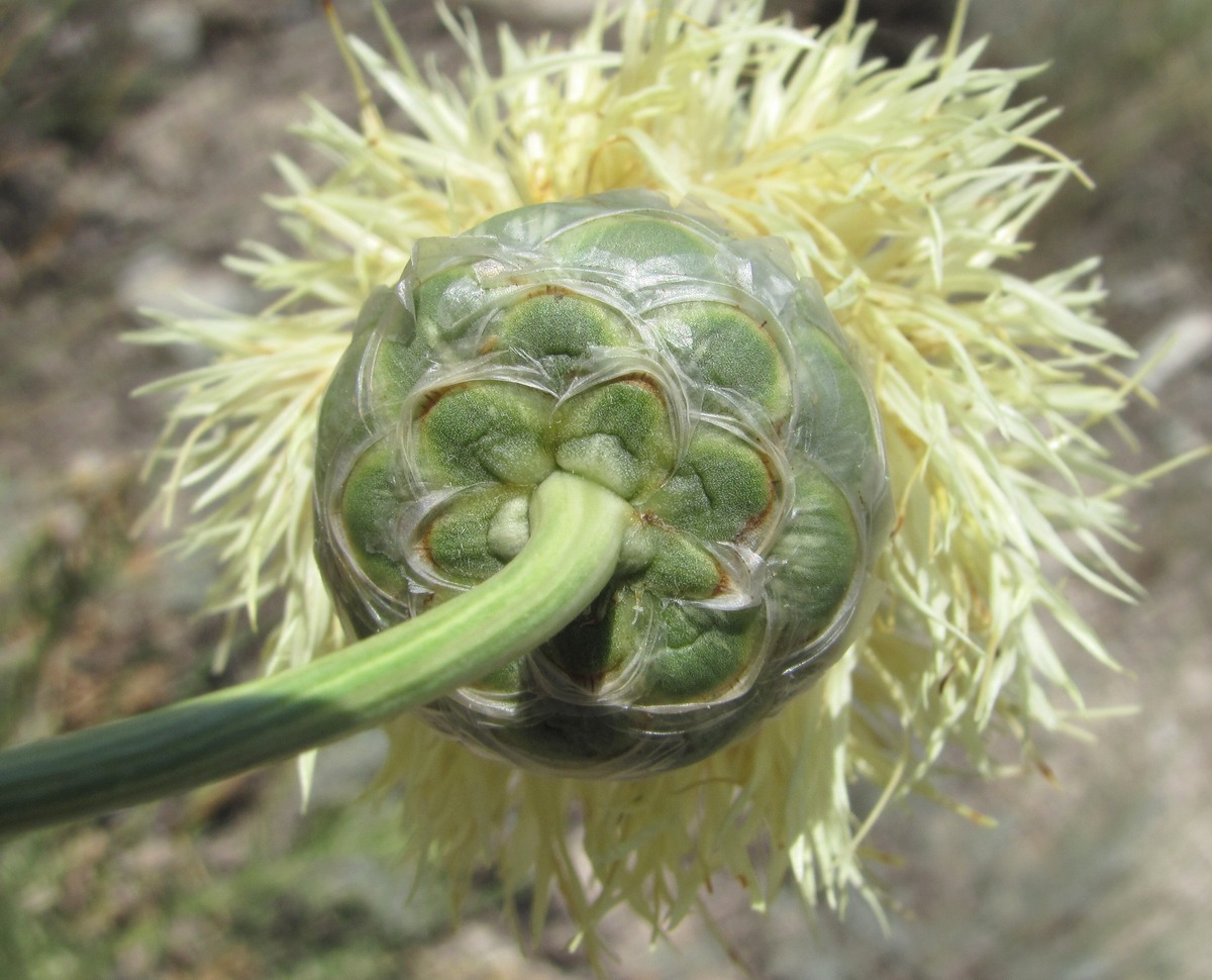 Изображение особи Rhaponticoides razdorskyi.