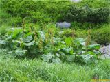 Rumex alpinus