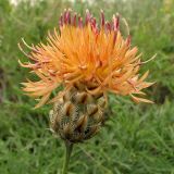 genus Centaurea. Соцветие. Украина, Донецкая обл., Старобешевский р-н, окр. пос. Новоселовка, каменистый склон в долине р. Берестовая. 11.07.2010.