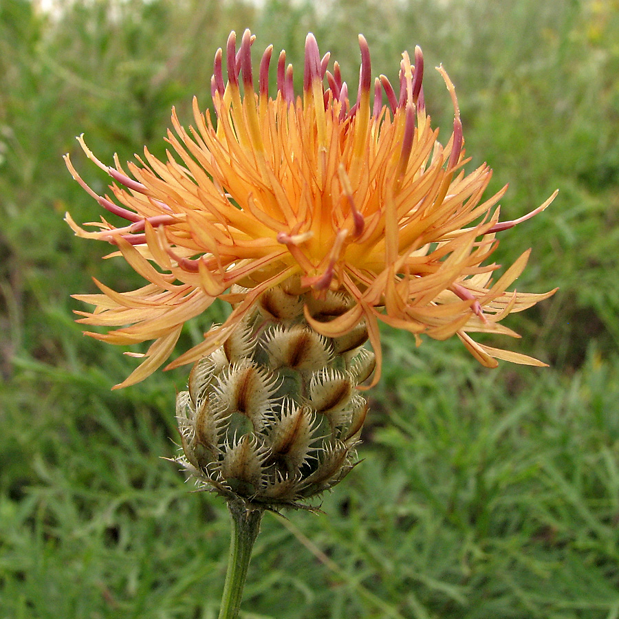 Image of genus Centaurea specimen.