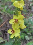 Verbascum marschallianum. Часть соцветия. Кабардино-Балкария, Эльбрусский р-н, окр. г. Тырныауз, ок. 1400 м н.у.м., каменистый склон. 05.07.2019.