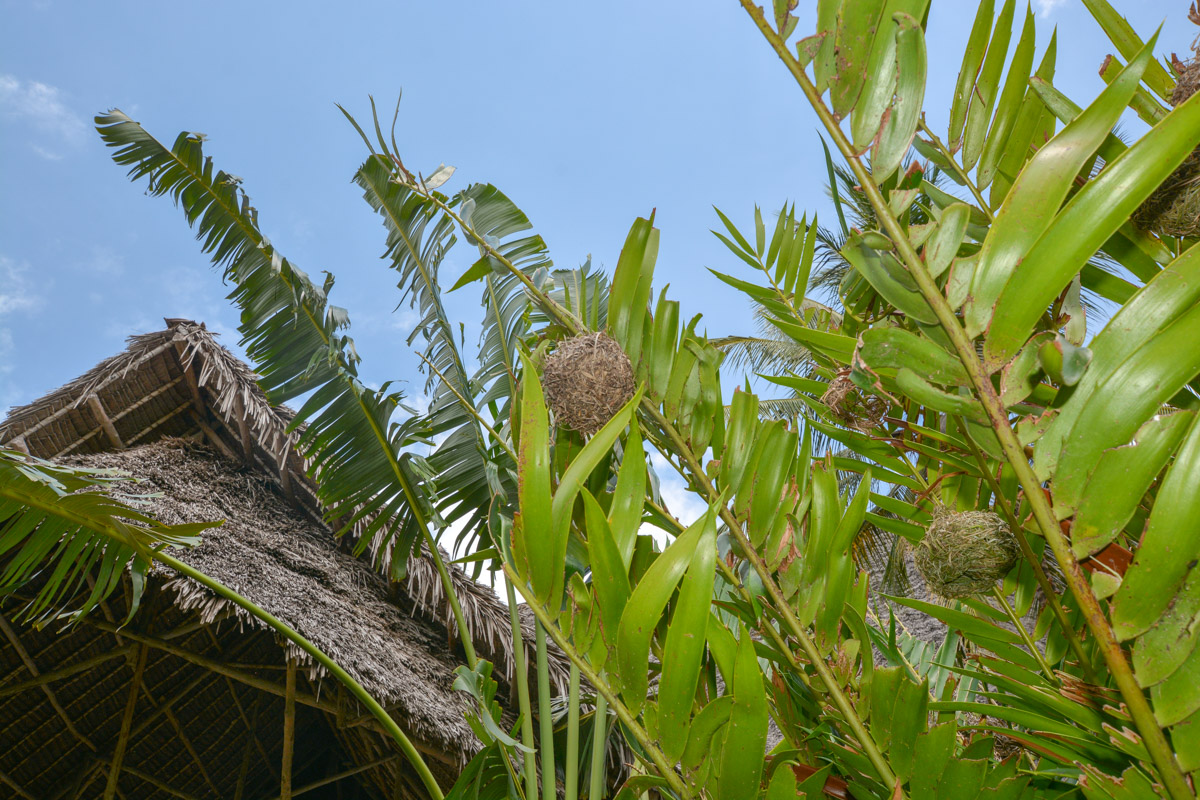 Image of Encephalartos hildebrandtii specimen.