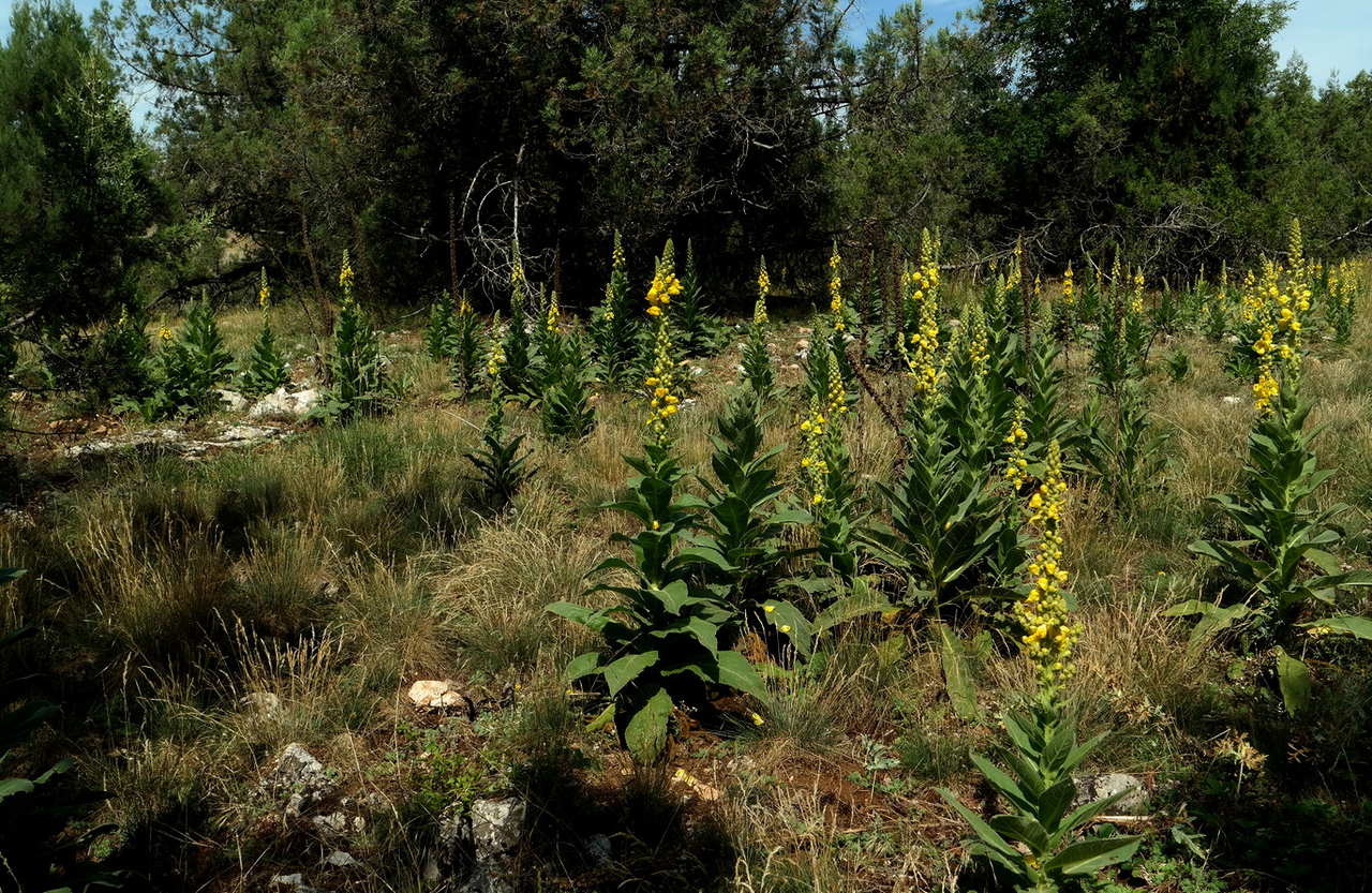 Image of Verbascum densiflorum specimen.