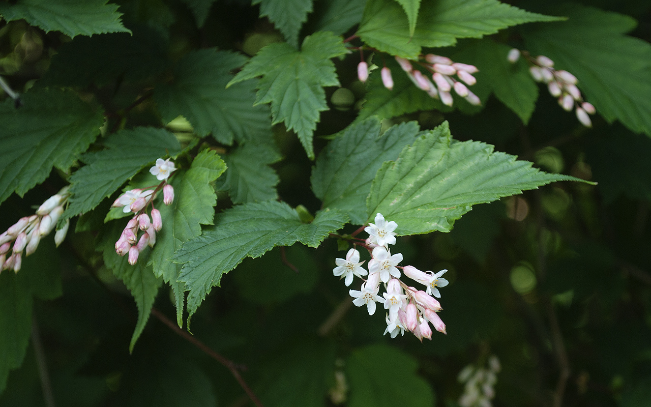 Изображение особи Neillia sinensis.