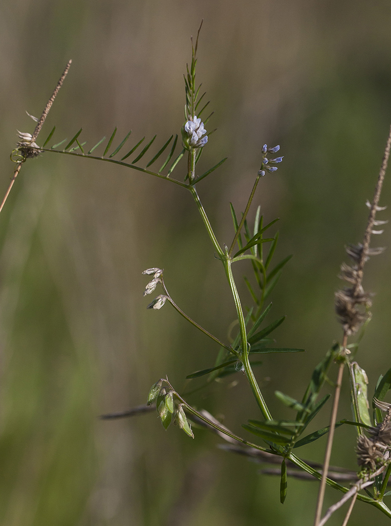 Image of Vicia hirsuta specimen.