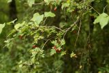 Crataegus rhipidophylla