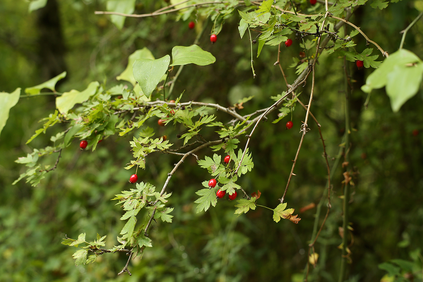 Image of Crataegus rhipidophylla specimen.