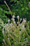 Veronicastrum virginicum. Верхушка побега с отцветающим соцветием и формирующимися плодами. Челябинск, Ботанический сад ЧелГУ, в культуре. 01.08.2019.