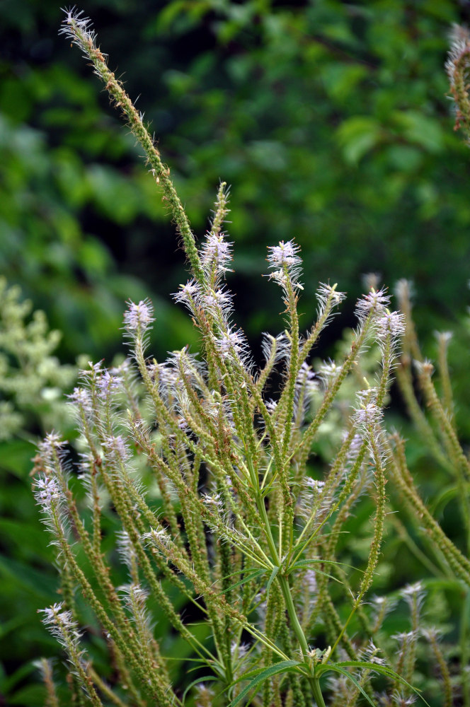 Image of Veronicastrum virginicum specimen.