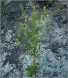 Erysimum cheiranthoides. Плодоносящее растение. Чувашия, г. Шумерля, берег р. Сура выше Наватских песков. 24 июля 2010 г.