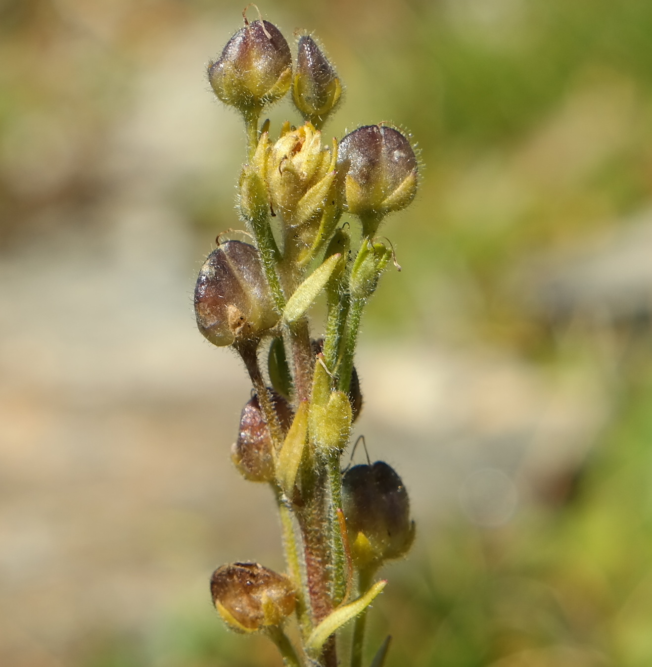 Image of Veronica gentianoides specimen.