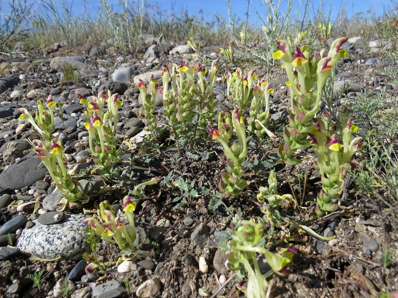 Image of Scutellaria sieversii specimen.