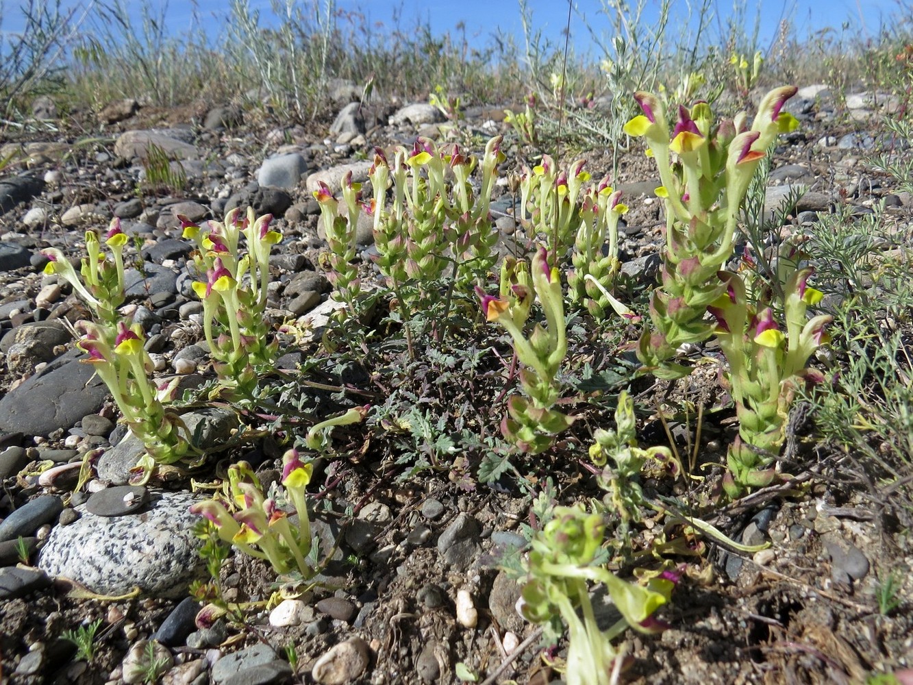 Изображение особи Scutellaria sieversii.