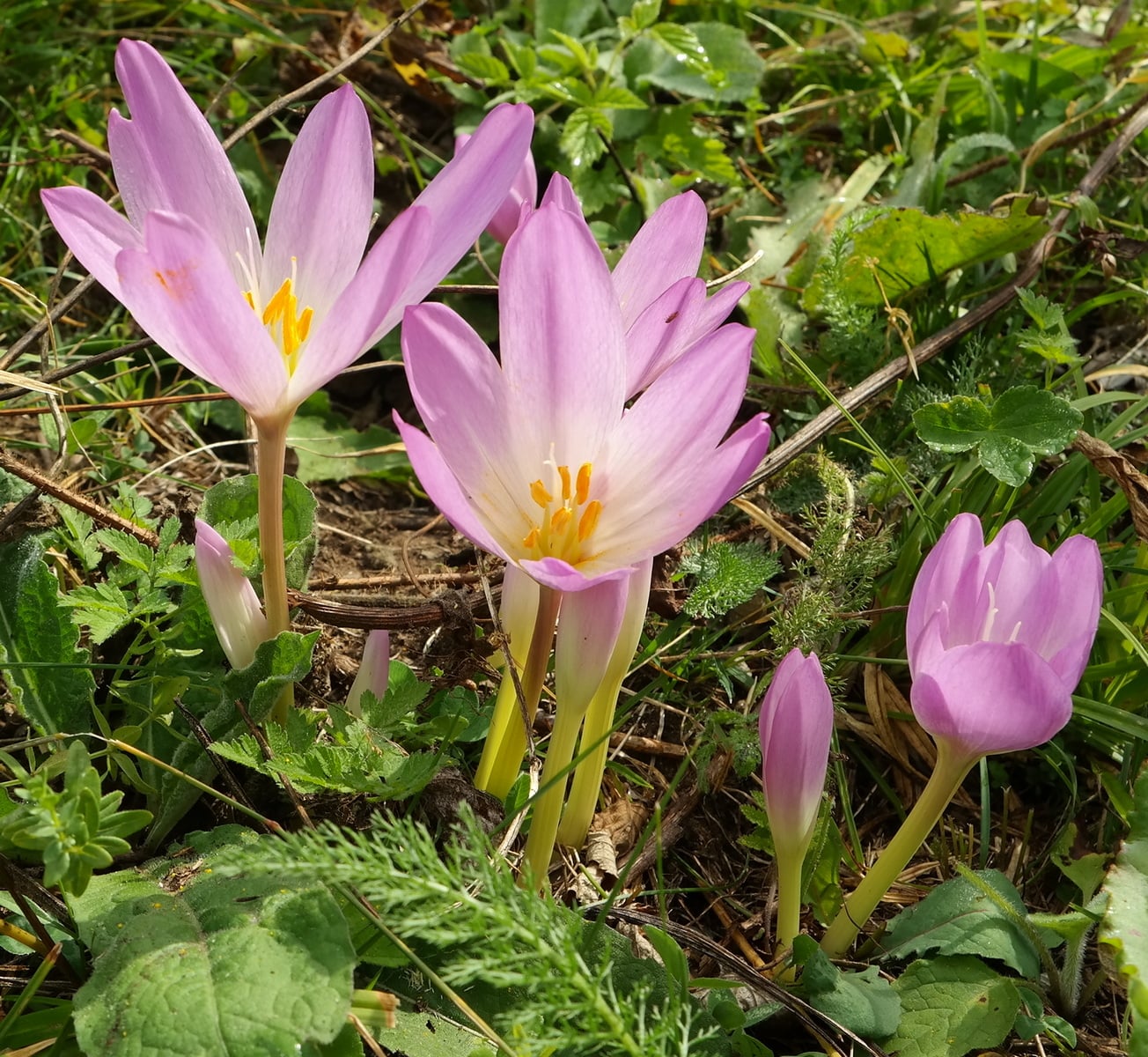 Image of Colchicum speciosum specimen.