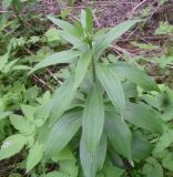 Lilium martagon