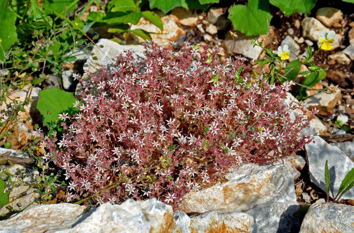 Изображение особи Sedum hispanicum.