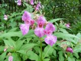 Impatiens glandulifera