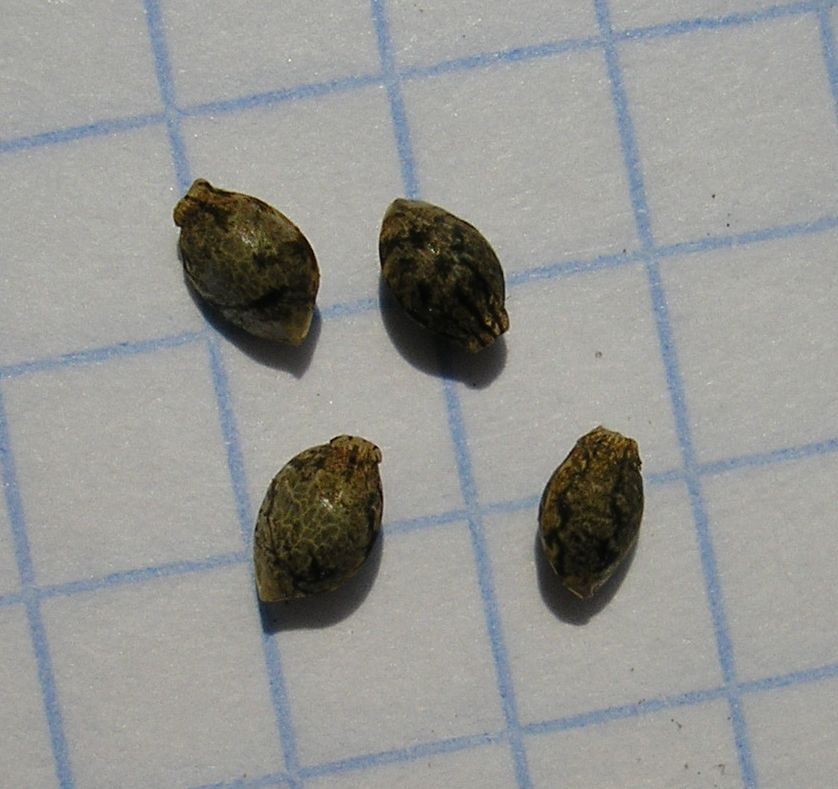 Image of Cannabis sativa var. spontanea specimen.
