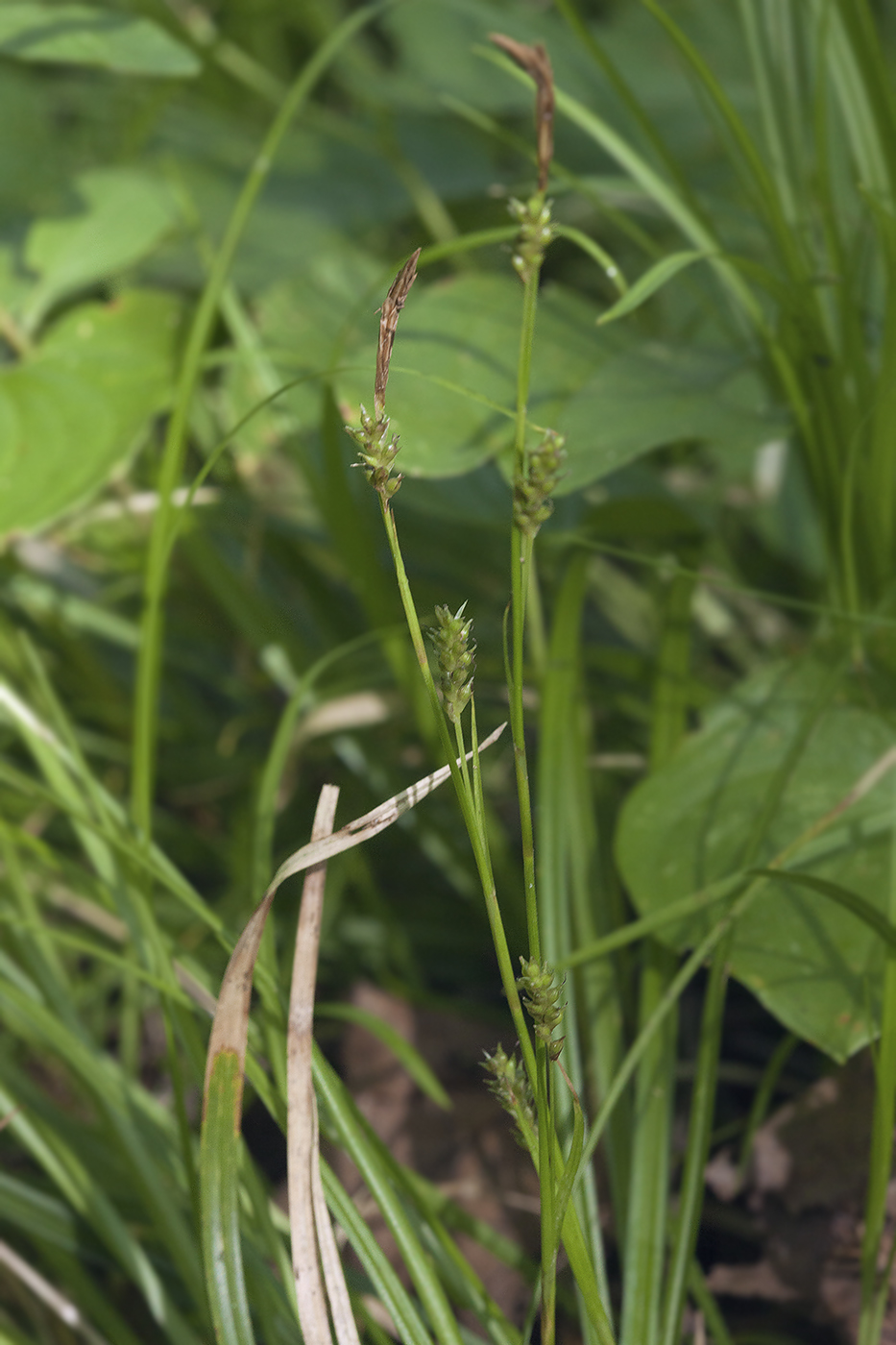Изображение особи Carex sachalinensis.